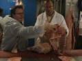 videos de Meats/Technique