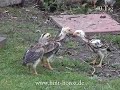 Gameness Chicken Gameness Chicken