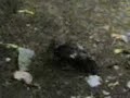 �rdekler �iftle?me mevsimi