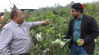 মিশ্র ফলের বাগান...