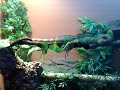 Update on my Chinese Water Dragon