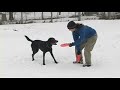 Yukon & Crash: Scoot Transition from Treats to Discs