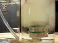 SUPER G-cell in Tap Water  WOW