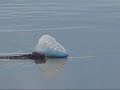 Portuguese Man o' War- Boynton Beach, Florida, USA  (not a jellyfish).