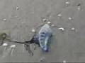 Portuguese Man o' War- Boynton Beach, Florida, USA (not a jellyfish).
