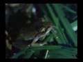 una aventura llamada menudo - coqui