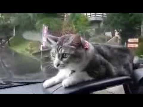 Gato ataca limpador de para brisa Gato ataca limpador de para brisa