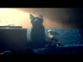 Dan Fioretti -- Here's Another Kittycat