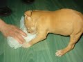 chiot american staff femelle beige masqu�e 7 semaines