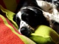 who let the dogs out.wmv who let the dogs out.wmv
