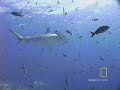 Hammerhead Sharks Hammerhead Sharks