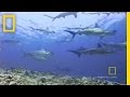 Hammerhead Sharks