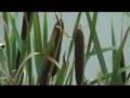 Cors Caron / Tregaron Bog - Ceredigion