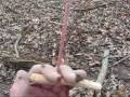 How to Build a Tree Spring Noose Trap