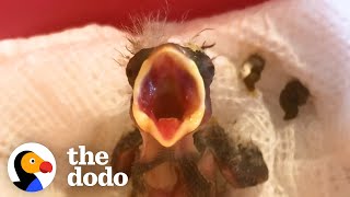 Tiny Featherless Finch Grows Up So Quickly With Help From A Friend | The Dodo Little But Fierce by The Dodo