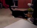 zwinto är räser :D zwinto är räser :D