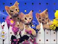Oh yay, how cute adorable baby kittens !