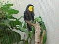 videos de Miles's Zoo Safaris: Keel-Billed Toucan