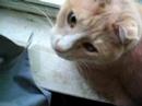 Cinnamon in window
