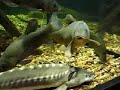 Especies pisc�colas Extremadura