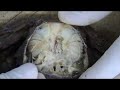 Disecci�n de Liocarcinus puber