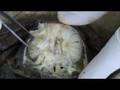 videos de Disección de Liocarcinus puber