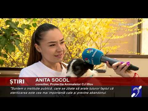 Animăluțe pentru adopție