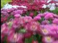  1  T�rk D�nyas�nda Tabiat�n Dirili�i  Nevruz H�drellez