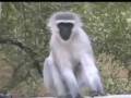 Vervet Monkeys Alarm Call WildEarth 12/03/08