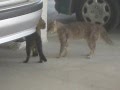 A real Cat fight (MUST WATCH!!!)