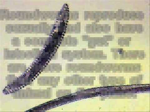 the invertebrate project.