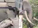 Tembe1