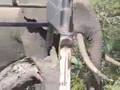 Tembe1