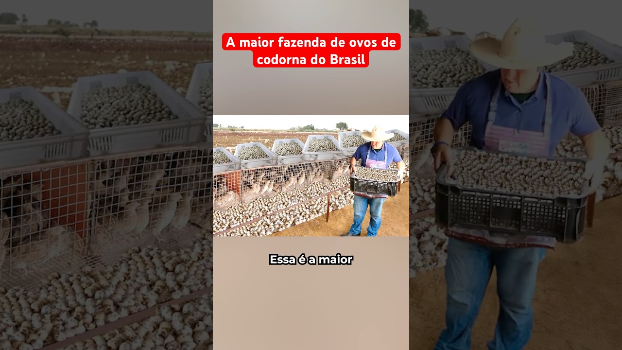 A Maior Fazenda De Ovos De Codorna Do Brasil