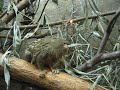 marmoset
