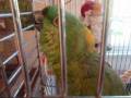 videos de Cacul Whistles.wmv