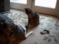 Bob and Dusty.wmv