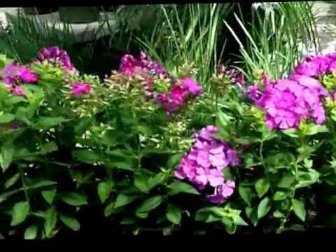 how to plant phlox