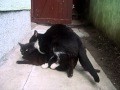 Cats mating