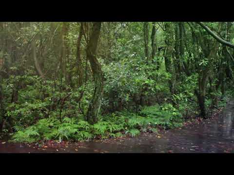 제주 곶자왈도립공원 30s 제주여행 제주곶자왈