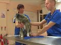 Watch the Dog Health 2 Video