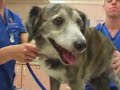 Watch the Dog Health 2 Video