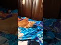 今朝も布団の上で寝転んでるね😺#toraneko #cat #かわいい猫 #cute #cutecat #茶トラ猫 #猫のいる暮らし #猫のいる生活 #猫好きさんと繋がりたい #癒し