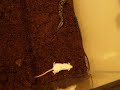 snake eats mouse