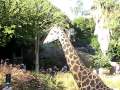 The Jirafe was my Favorite at the LA Zoo