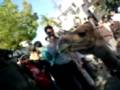videos de CAMEL QURBANI