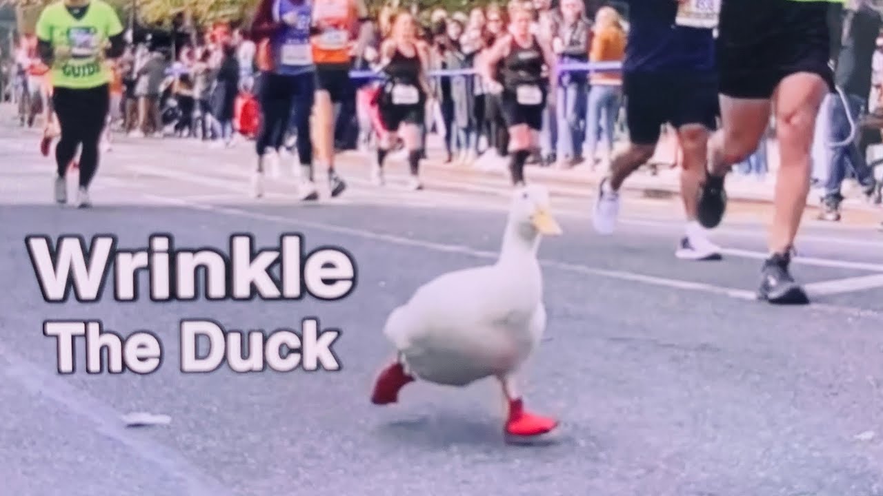 WATCH Wrinkle The Duck goes viral after 'running' the NYC Marathon