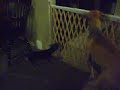 Daisy Throwing a fit