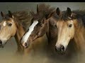 *Horse glammer!!!!*