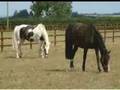 videos de *Horse glammer!!!!*